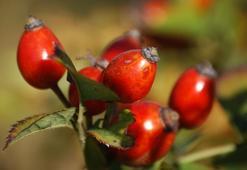 Kuşburnu Çayı Faydaları Nelerdir? Kuşburnu Çayı Nasıl Yapılır?