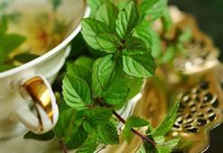 Bitki Çaylarının Faydaları Nelerdir? Hangi Bitki Çayı Neye İyi Gelir?