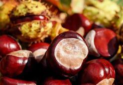 Kestanenin Faydaları Nelerdir? Kestane Kaç Kalori, Besin Değeri Nedir?