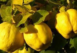 Ayvanın Faydaları Nelerdir? Ayva Neye İyi Gelir?