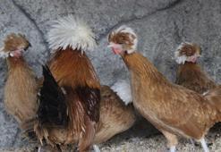 Rengârenk tavukları seyretmek için besliyorlar