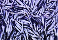 Hamsinin fiyatı 25 TL’den 15 TL’ye düştü