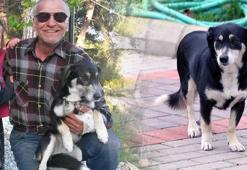 İzmir'in Haçiko'su 3 yıldır ölen sahibini  bekliyor