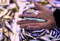 Karadeniz'de hamsi avının durdurulması balığın  fiyatını artırdı