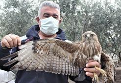 Yol kenarında yaralı bulunan kızıl şahin tedavi altına alındı