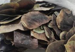 Uzmanı uyardı: Zayıflamak için bu bitkiyi kullanmayın!