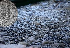 Son dakika: Uzun süre sonra bir ilk! Hamsinin fiyatı yarı yarıya düştü