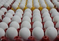 Yumurta fiyatlarının artmasında yem maliyetleri etkili oldu
