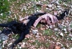 Son dakika... Antalya'da kurtlar keçilere saldırdı! 5'ini parçaladı, 8'ini götürdü