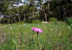 İlk cemre ne zaman düşecek 2021? Cemre düşme tarihleri