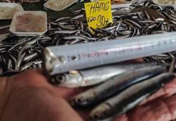 Hamsi fiyatları av yasağının kalkmasıyla yeniden düştü