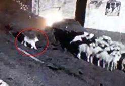 Kurdun koyun sürüsüne saldırısı kamerada