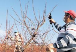 Bahçelerde kısıtlama yok