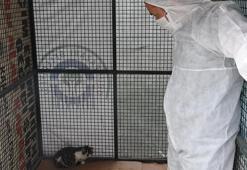 Sokak kedilerinde ölümcül ve bulaşıcı salgın tehlikesi