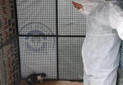 Sokak kedilerinde ölümcül ve bulaşıcı salgın tehlikesi