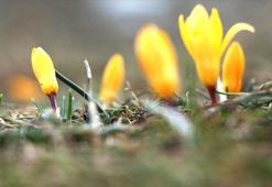 İlk cemre ne zaman, nereye düşecek? Cemre tarihleri neler?