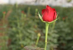 Gül serada 2,5 lira, çiçekçide 20 lira