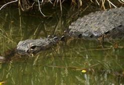 Kaybolan balıkçı, timsahın karnından çıktı