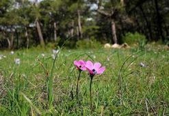 Son dakika... 'Baharın habercisi' cemrelerin ilki 19-20 Şubat'ta düşecek