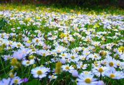 İlk cemre düştü mü, ne zaman düşecek? Sırasıyla cemre tarihleri...