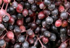 Mürver Nedir, Nasıl Kullanılır? Mürver Şurubu Ve Çayının Faydaları Nelerdir? İşte Mürver Şurubu Tarifi...