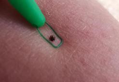 Tehlikeli Ve Zehirli Kene Çeşitleri Nelerdir? Zehirli Keneler Nerelerde Bulunur?