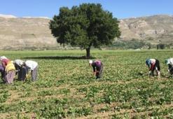 Antalya için 2020 tarım yatırımları yılı oldu