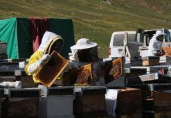 Anzer balı 'coğrafi İşaret' tescili aldı