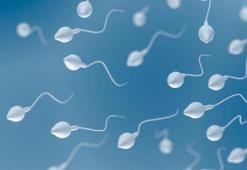 Sperm Sayısını Artırmak Mümkün Mü? Sperm Sayısı Ve Kalitesini Artıracak Öneriler...