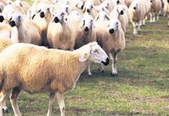 Ziraat’in küçükbaş projesi hızlandı