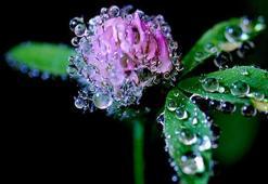 3. cemre ne zaman düşecek 2021? Cemre suya düştü mü, toprağa cemre düştü mü?