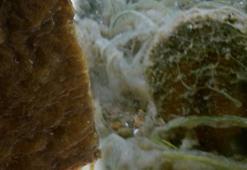 Çanakkale Boğazı'nda görüldü! Müsilaj, balıkçının kabusu oldu