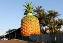Dünyanın En Komik Yapılarından Biri: The Big Pineapple