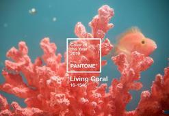 2019 Yılının Pantone Rengi Belli Oldu!