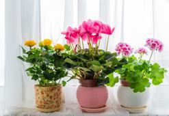 Çiçek Ekmek İçin En Doğru Zaman Hangisidir?