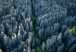 Bu Orman Bildiklerinizden Çok Farklı: Taş Orman