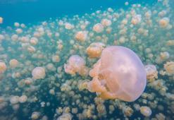 İlginç Bir Yüzme Deneyimine Hazırlanın: Denizanası Gölü