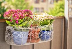 Balkon Çiçekleri İle Baharı Evinize Taşıyın