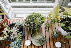 Bitkilerinizi Canlı Tutacak Öneriler