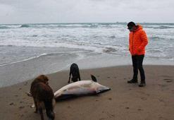 Bartın'da ölü yunus sahile vurdu
