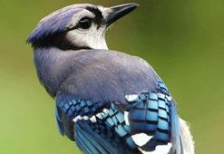 La Fontaine masalı: Tavus tüyüne bürünmüş alakarga