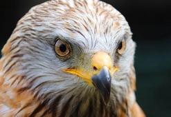 Ezop masalı: Şahin ile güvercinler masalı