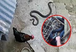 Son dakika: Dünyanın en zehirli yılanıyla boğuştu! Korkudan titredi...