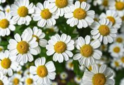 Papatya Sözleri 2026: Papatyalar İle İlgili En Anlamlı Ve En Güzel Sözler