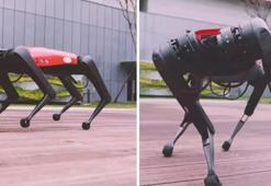 Boston Dynamics'e Çin'den büyük rakip: AlphaDog geldi!