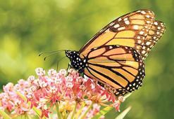 İstanbul’a ‘Kelebek Müzesi’