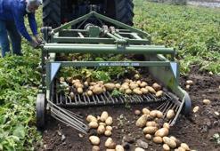 Datça'da hasadı başlayan turfanda patates üreticisini mutlu etti