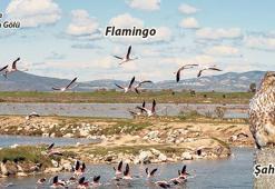 Kuş gözlemciliğine giriş