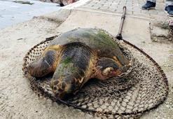 Ateşli silahla vurulan caretta caretta için zamanla yarıştılar