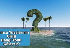 Karınca Yuvalarının Girişi Hangi Yönü Gösterir?